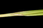 Cattail sedge